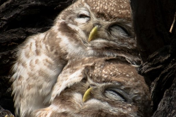 cuddly owls