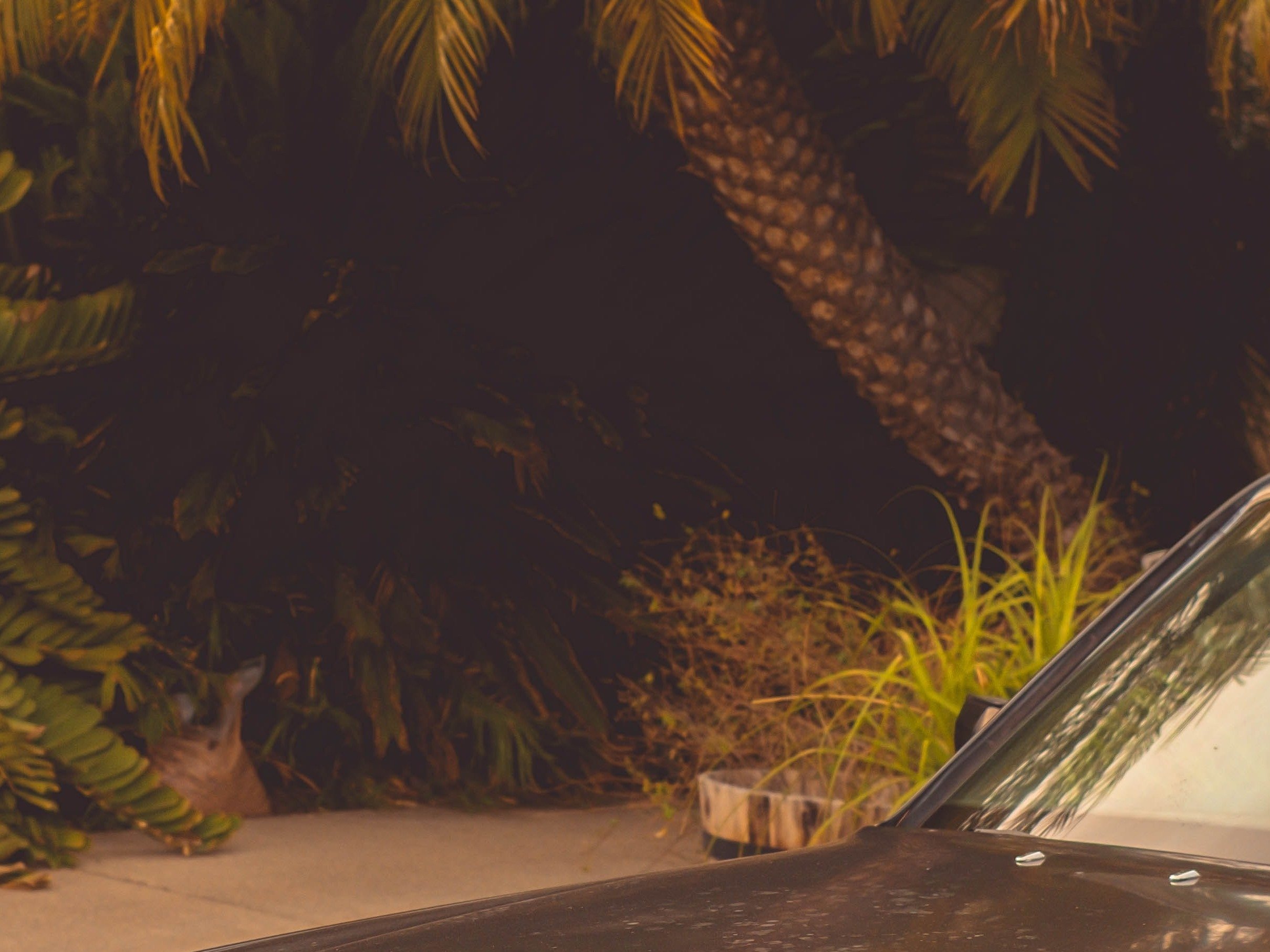 criticalbug (copy) (copy)